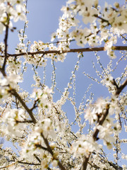 Mobile photography. Branches with white flowers of cherry trees in a spring park against a clear cloudless blue sky
