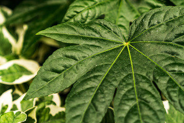 Background with green house flowers