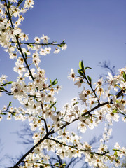 Mobile photography. Branches with white flowers of cherry trees in a spring park against a clear cloudless blue sky