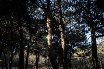 Beautiful nature background. Beautiful forest landscape, bright sunlight makes its way through the trunks of pines, amazing sunset, beauty of wild nature