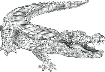 Naklejka premium crocodile black and white coloring sketch with open mouth green cartoon vector illustration print
