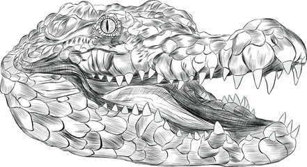 crocodile head portrait black and white coloring sketch with open mouth cartoon vector illustration print