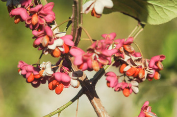 pink wildflower closeup
