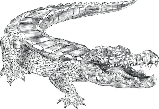 crocodile black and white coloring sketch with open mouth green cartoon vector illustration print
