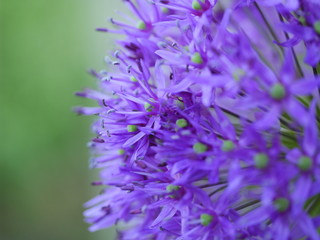 Alium