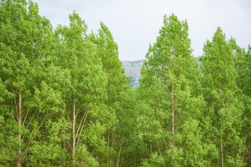 Some trees full of vivid bright green leaves on an overcast day