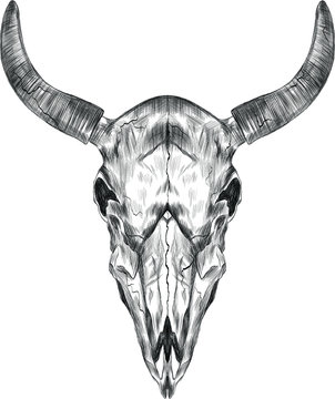 skull cow cattle horns mysticism black and white stroke graphics sketch vector