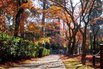 Fototapeta premium Path in the park on a sunny day during autumn time
