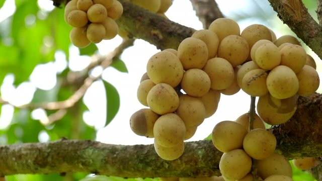 Fresh longkong fruits or lansium parasiticum hanging on the tree branch.