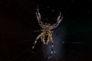 Spider on a web macro close up
