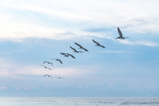 Parvada de aves en la playa 