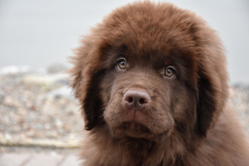 Fantastic Look Into the Face of a Shaggy Newfoundland Pup