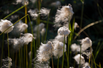 Сotton grass in the swamp on the green meadow. Marsh, bog, morass, fen, backwater, mire, slough... Wild plants in summer north