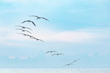 Parvada de aves en la playa 
