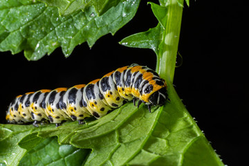 Large caterpillar. Macro world. Fauna and flora.