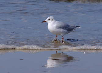 Seagull standing on a beach, wave hits legs