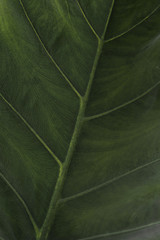 Leaf wallpapers, mobile wallpapers.