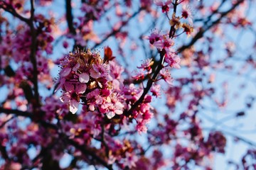 Spring pink blooming flowers in spring