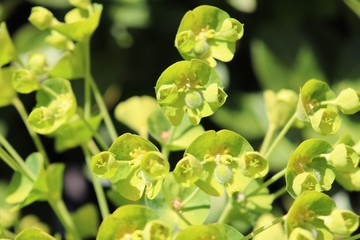 Fleurs vertes d'euphorbes - euphorbes en fleur au printemps dans la commune de Corbas - Département du Rhône- France