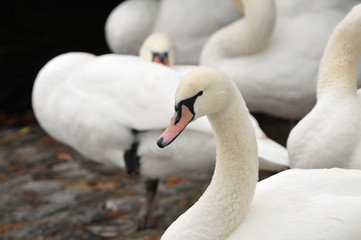 cygnes sur le bord d'un lac 