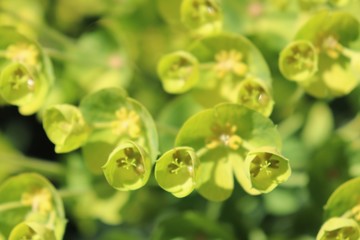 Fleurs vertes d'euphorbes - euphorbes en fleur au printemps dans la commune de Corbas -...