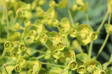 Fleurs vertes d'euphorbes - euphorbes en fleur au printemps dans la commune de Corbas - Département du Rhône- France