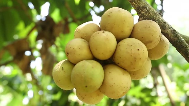 Fresh longkong fruits or lansium parasiticum hanging on the tree branch.