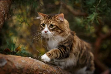 Fototapeten kurilian bobtail cat walk outdoor in forest © _DeingeL_
