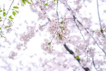 Cherry blossoms are in full bloom in spring, and the park is full of spring