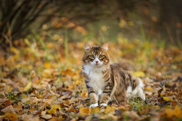 Naklejka na ściany i meble kurilian bobtail cat walk outdoor in forest