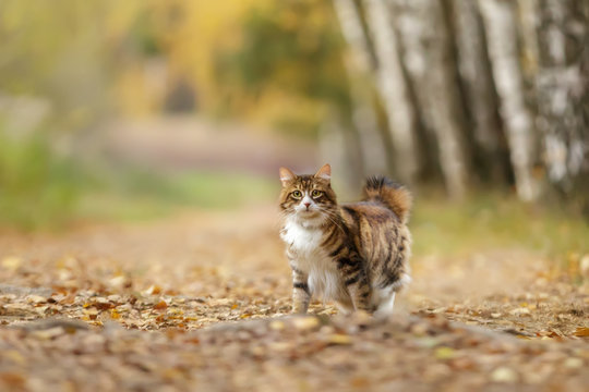 kurilian bobtail cat walk outdoor in forest