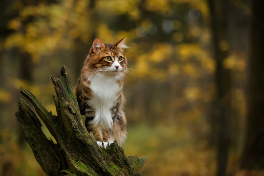 kurilian bobtail cat walk outdoor in forest