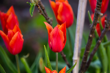 colourful hot red tulips and dwarf apple tree beginning to bloom in spring garden