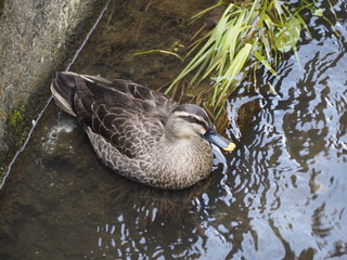 近所の川に居た鴨
