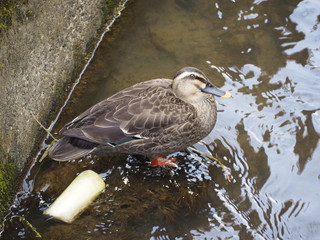 近所の川に居た鴨