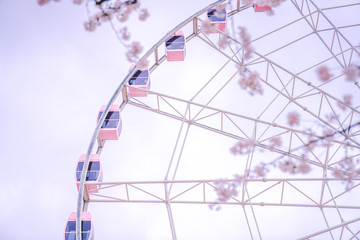Pink Ferris wheel behind cherry trees