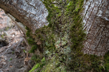 tree with moss on roots in a green forest or moss on tree trunk. Tree bark with green moss. Azerbaijan nature.