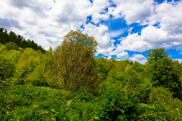Fototapeta premium Beautiful mountain panorama with lush greens, blue skies, and puffy clouds
