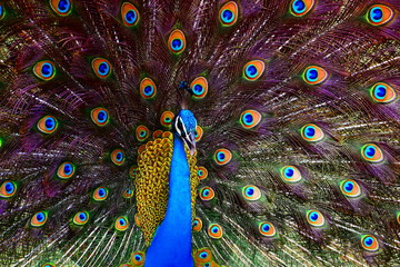 Obraz premium Portrait of a colorful dancing peacock . Peacock close up portrait. Peacock wallpaper and backgrounds.