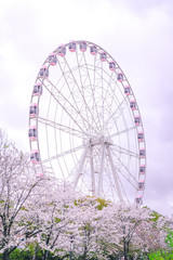 Fototapeta premium Pink Ferris wheel behind cherry trees