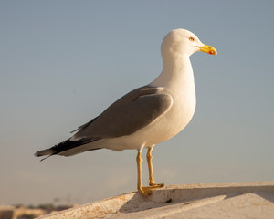 The white seagull called "magoga" on the panorama of a sky.