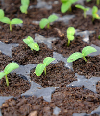 cucumber seedlings in plastic viols, fresh green cucumber plants,