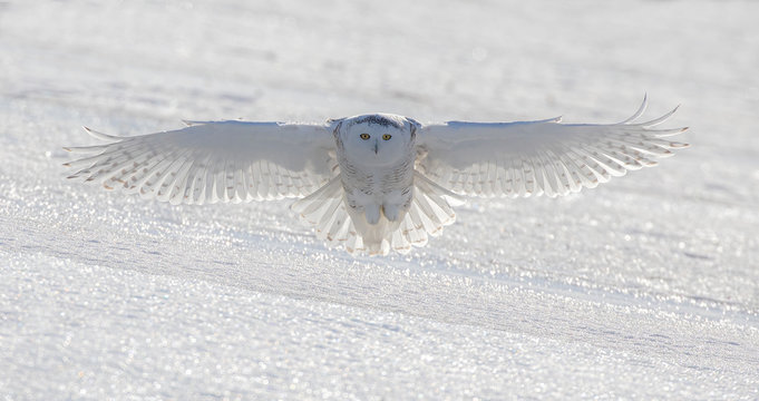 Snowy owl (Bubo scandiacus) in flight hunting over an ice covered pond in Ottawa, Canada