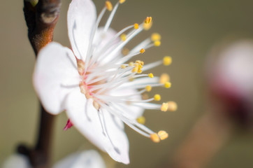 one blooming white flower close up