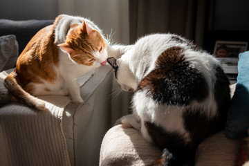 gato blanco y marron con ojos amarillos sentado en el apoyabrazos del sofa , lame la oreja de un...