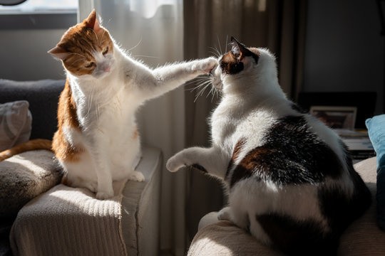 gato blanco y marron con ojos amarillos sentado en el apoyabrazos del sofa , pone su pata en la cara de un gato blanco y negro sentado en frente