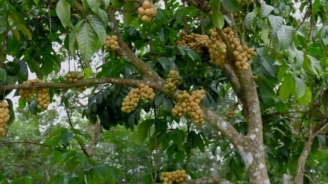 Fresh longkong fruits or lansium parasiticum hanging on the tree branch.