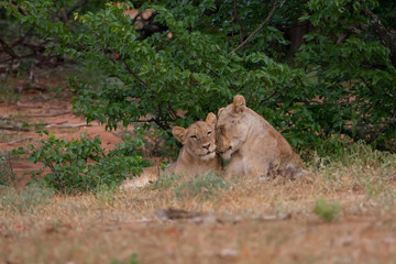 Two female Lions resting together