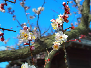 青空と開花した白梅