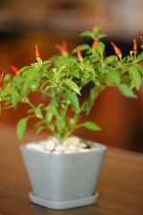 fresh herbs in a pot 